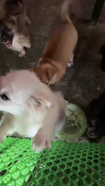 Chó trắng sức khỏe tốt đã tiêm phòng. Mua bán Chó tại Huyện Ý Yên Nam Định được đăng bởi Hải Đăng hình 1