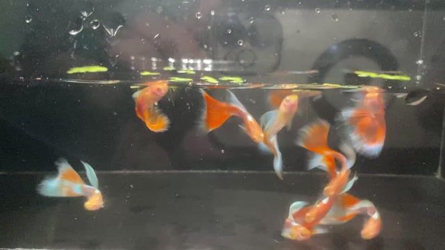 Cá Guppy Topaz. Mua bán Thú cưng khác tại Thành phố Thủ Đức Tp Hồ Chí Minh được đăng bởi Lê Đào Anh Vũ hình 1