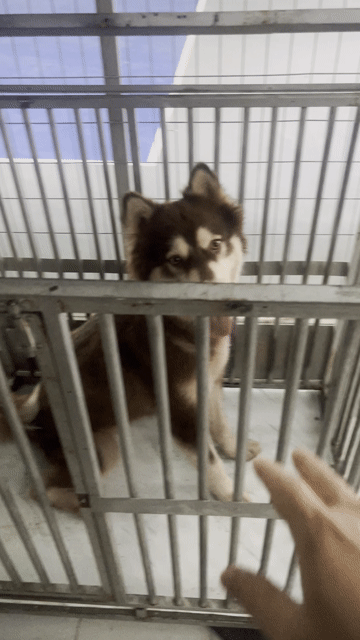 Chó Alaska Cái Nâu 2 tuổi. Mua bán Chó tại Thành phố Thủ Đức Tp Hồ Chí Minh được đăng bởi Hao nguyen hình 1