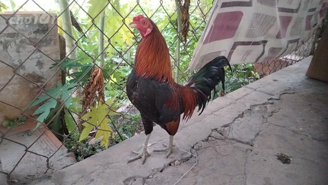 tre đều to zin 1kg2.50nha ae. Mua bán Gà tại Huyện Củ Chi Tp Hồ Chí Minh được đăng bởi Long tự  hình 1