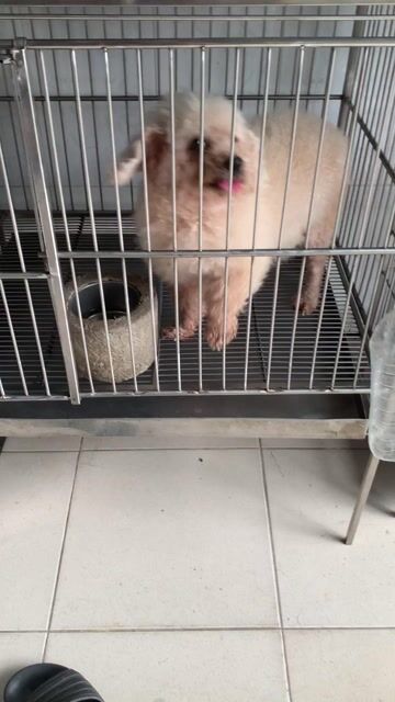 Bán mẹ 1tr700+phối 800+bầu 2triệu tổng 4triệu500. Mua bán Chó tại Quận 8 Tp Hồ Chí Minh được đăng bởi Cửa Hàng Thanh Lý Đồ Cũ Mới hình 1