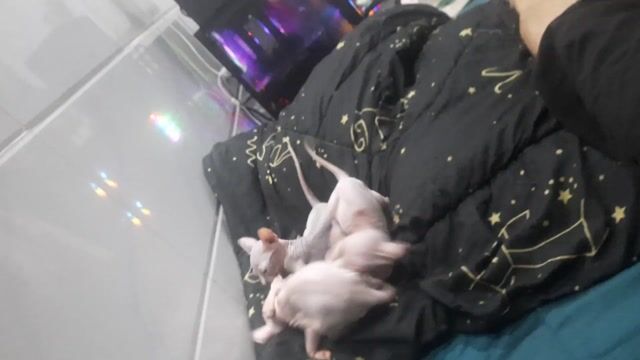 Mèo Sphynx Hồng nhạt không lông. Mua bán Mèo tại Quận 12 Tp Hồ Chí Minh được đăng bởi Võ Thanh Phương hình 1