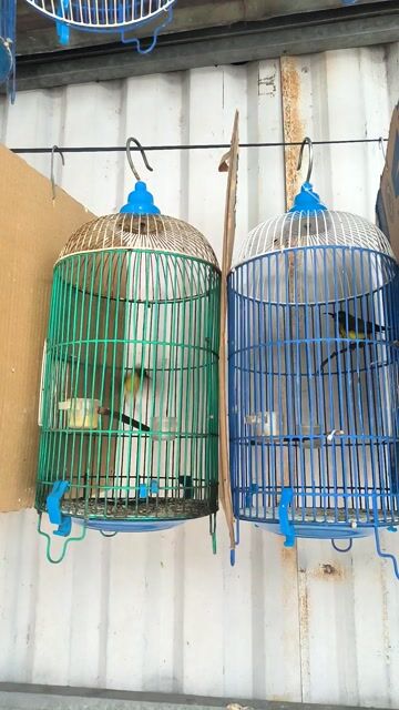 Chim Hút mật 5 màu Nhiều màu. Mua bán Chim tại Quận Bình Tân Tp Hồ Chí Minh được đăng bởi Tăm  hình 1