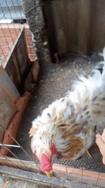 Gà chọi đực 6 tháng. Mua bán Gà tại Thành phố Tân An Long An được đăng bởi Nguyễn Hoàng Gia hình 1