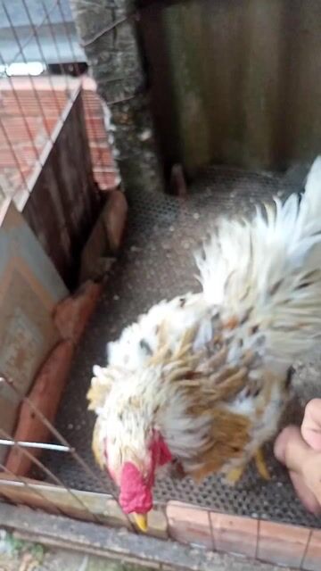 Gà chọi đực 6 tháng. Mua bán Gà tại Thành phố Tân An Long An được đăng bởi Nguyễn Hoàng Gia hình 1