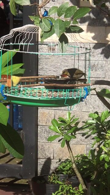 Chim hoành hoạch Xám xanh. Mua bán Chim tại Huyện Bắc Tân Uyên Bình Dương được đăng bởi Huỳnh Quang hình 1