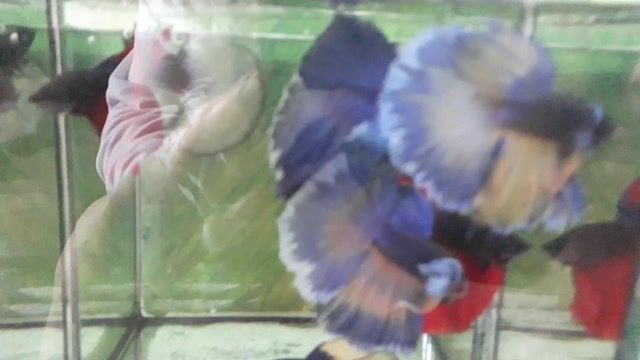 Cá betta Halfmon dumbo. Mua bán Thú cưng khác tại Quận Gò Vấp Tp Hồ Chí Minh được đăng bởi Hiệp Betta Fish hình 1