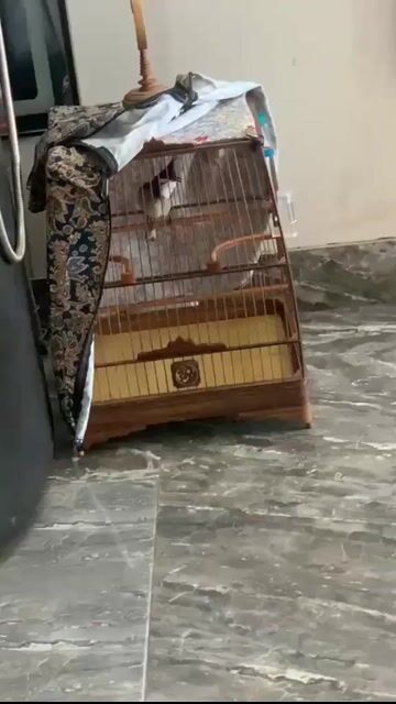 Chim Chào Mào 3 vụ Không tật lỗi. Mua bán Chim tại Huyện Gia Lâm Hà Nội được đăng bởi Cao Mạnh tiến  hình 1