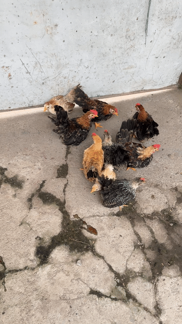 Gà tre thái chân trung 3 tháng tuổi. Mua bán Gà tại Quận Bắc Từ Liêm Hà Nội được đăng bởi Nguyễn đức hình 1
