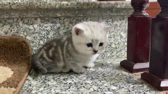 Mèo Anh lông ngắn Trắng xám. Mua bán Mèo tại Huyện Yên Mỹ Hưng Yên được đăng bởi Nam Anh hình 1
