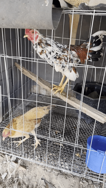 Gà tre bắc cọc. Mua bán Gà tại Huyện Lai Vung Đồng Tháp được đăng bởi Minh Thiện hình 1