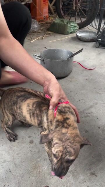 Chó Phú Quốc đực cái 2 tháng Hà Đông. Mua bán Chó tại Quận Hà Đông Hà Nội được đăng bởi nguyễn Thị Huyền hình 1