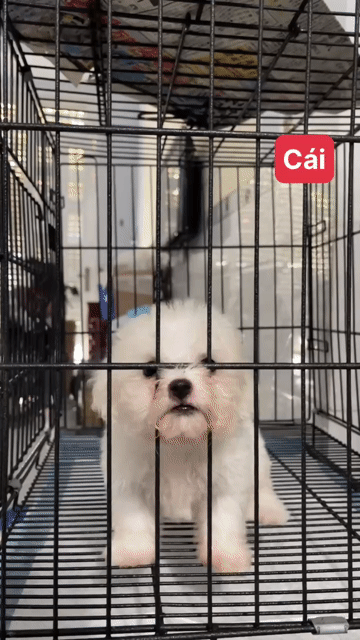 Chó Lạp xưởng 2t2 poodle size tini 3t5. Mua bán Chó tại Quận 12 Tp Hồ Chí Minh được đăng bởi Phuong Tran hình 1
