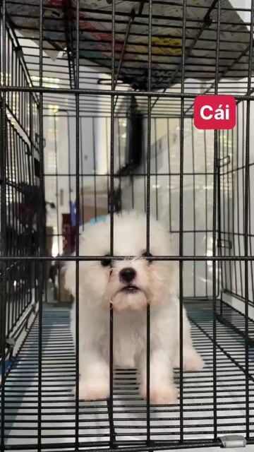 Chó Lạp xưởng 2t2 poodle size tini 3t5. Mua bán Chó tại Quận 12 Tp Hồ Chí Minh được đăng bởi Phuong Tran hình 1