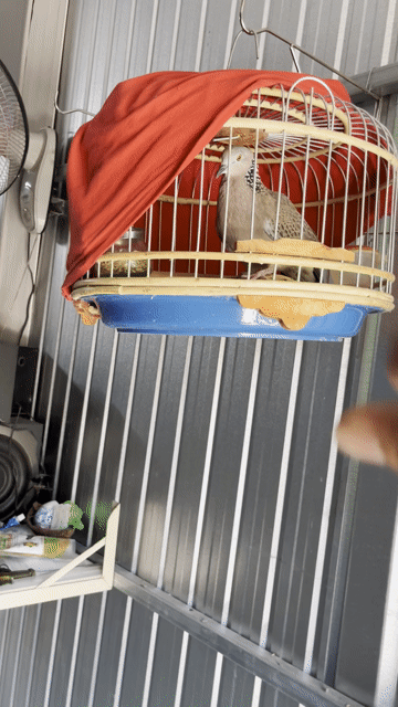 Chim cu khách. Mua bán Chim tại Huyện Bình Chánh Tp Hồ Chí Minh được đăng bởi Bc hình 1