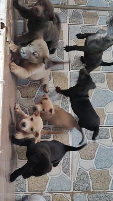 Chó cỏ cả hai 2 tháng. Mua bán Chó tại Huyện Lấp Vò Đồng Tháp được đăng bởi Quang Anh hình 1