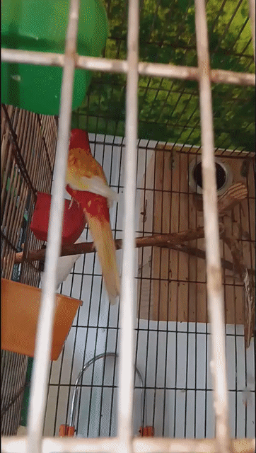 Vẹt Rosella Đỏ cả hai. Mua bán Chim tại Quận 7 Tp Hồ Chí Minh được đăng bởi Hung Xuan hình 1