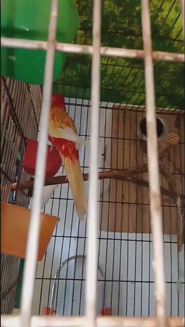 Vẹt Rosella Đỏ cả hai. Mua bán Chim tại Quận 7 Tp Hồ Chí Minh được đăng bởi Hung Xuan hình 1