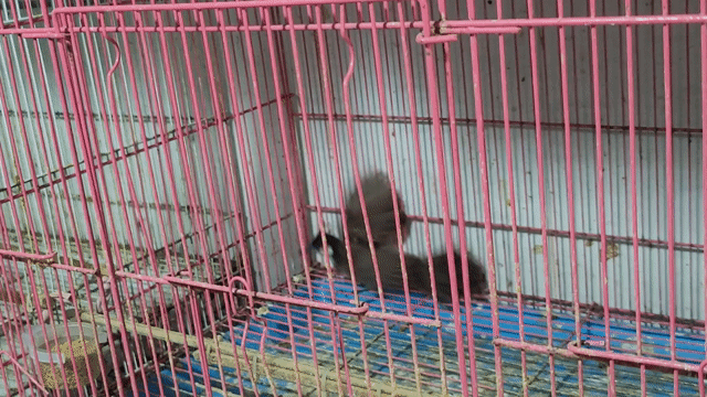 Chim chào mào lông củ màu đen. Mua bán Chim tại Huyện Bình Chánh Tp Hồ Chí Minh được đăng bởi chim chim hình 1