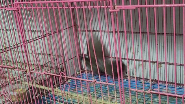Chim chào mào lông củ màu đen. Mua bán Chim tại Huyện Bình Chánh Tp Hồ Chí Minh được đăng bởi chim chim hình 1