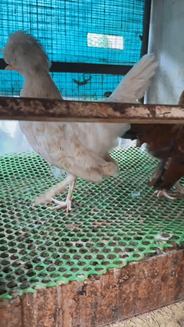Gà Balan Sư Tử Mái Trắng 400k. Mua bán Gà tại Huyện Nhà Bè Tp Hồ Chí Minh được đăng bởi Ho Cong Nhut hình 1