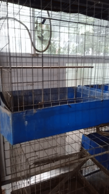 Thanh lý chuồng nuôi gà. Mua bán Phụ kiện, Thức ăn, Dịch vụ tại Quận Gò Vấp Tp Hồ Chí Minh được đăng bởi Trại Gà Kiểng GV hình 1