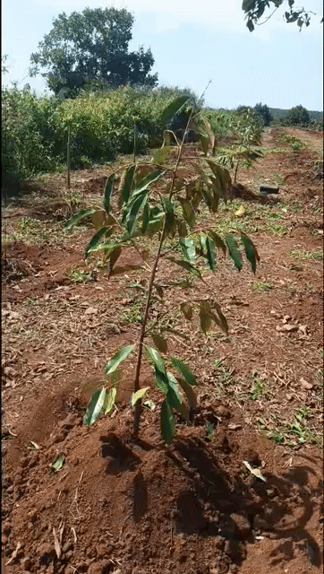 Mua bán Đất Huyện Bảo Lâm Lâm Đồng diện tích 2000 m² giá 2,4 tỷ