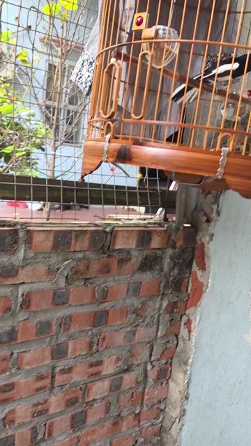 Chim chích chòe đực 5 vụ gốc Nam. Mua bán Chim tại Huyện Gia Lâm Hà Nội được đăng bởi Cao Mạnh tiến  hình 1