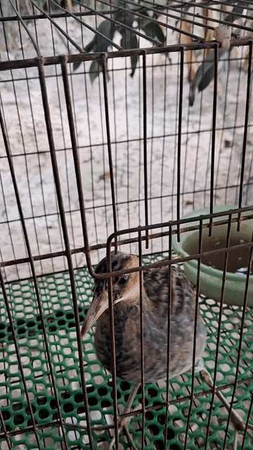 Chim cúm núm trống. Mua bán Chim tại Huyện Lấp Vò Đồng Tháp được đăng bởi timoon hình 1