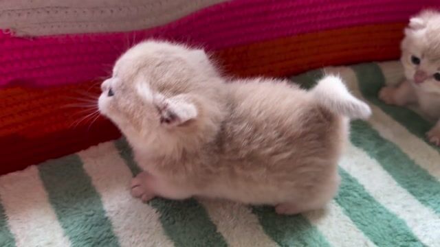 Mèo Anh lông ngắn cy12. Mua bán Mèo tại Quận Tân Bình Tp Hồ Chí Minh được đăng bởi Phạm thị thu Hiền hình 1