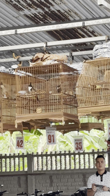 chào mào săn thi. Mua bán Chim tại Huyện Đông Anh Hà Nội được đăng bởi anh hai hình 1