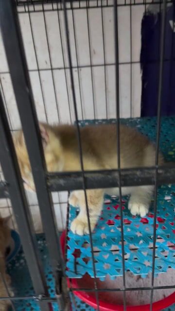 Mèo Golden NY11 2 tháng. Mua bán Mèo tại Thành phố Thuận An Bình Dương được đăng bởi Đại Dương hình 1