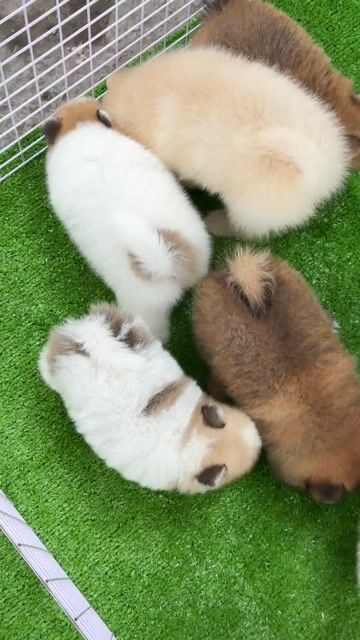 Chó Phốc Sóc trắng vàng đã tiêm. Mua bán Chó tại Huyện Bình Chánh Tp Hồ Chí Minh được đăng bởi mini pet house sài gòn hình 1