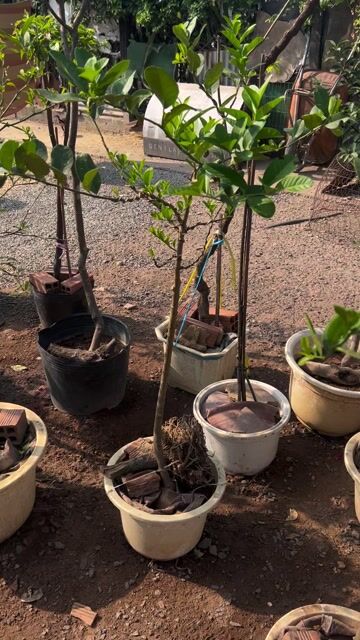 Chanh vàng Mỹ sẵn hoa, quả, nụ. Mua bán Cây cảnh, đồ trang trí tại Huyện Hóc Môn Tp Hồ Chí Minh được đăng bởi Vườn Hồng Hoàng My hình 1