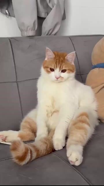 Mèo Anh lông ngắn đực 1 năm. Mua bán Mèo tại Huyện Long Điền Bà Rịa - Vũng Tàu được đăng bởi Như Ý Ng hình 1