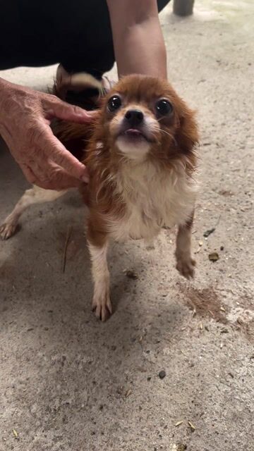 Chó Chihuahua nhỏ Nâu trắng. Mua bán Chó tại Huyện Mê Linh Hà Nội được đăng bởi Nguyễn Anh Tuấn hình 1