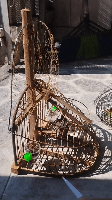 Chim sâu đầu đỏ và lụp. Mua bán Chim tại Huyện Hóc Môn Tp Hồ Chí Minh được đăng bởi khang hình 1