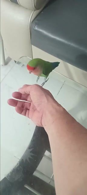 Vẹt Love bird Xanh lá, cam. Mua bán Chim tại Huyện Hóc Môn Tp Hồ Chí Minh được đăng bởi Như Lê hình 1