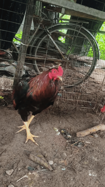 Gà chọi Điều đỏ 3kg. Mua bán Gà tại Huyện Thoại Sơn An Giang được đăng bởi A Thât Tha hình 1