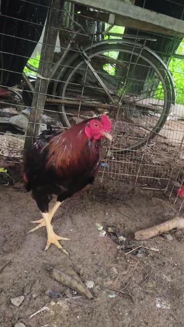 Gà chọi Điều đỏ 3kg. Mua bán Gà tại Huyện Thoại Sơn An Giang được đăng bởi A Thât Tha hình 1
