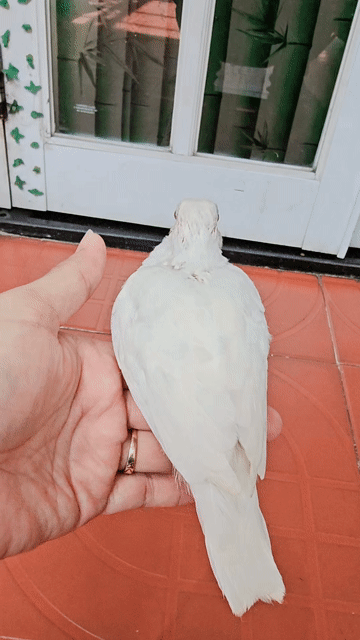CU GÁY THÁI MẮT ĐỎ VIỀN. Mua bán Chim tại Thành phố Thủ Đức Tp Hồ Chí Minh được đăng bởi Hung hình 1