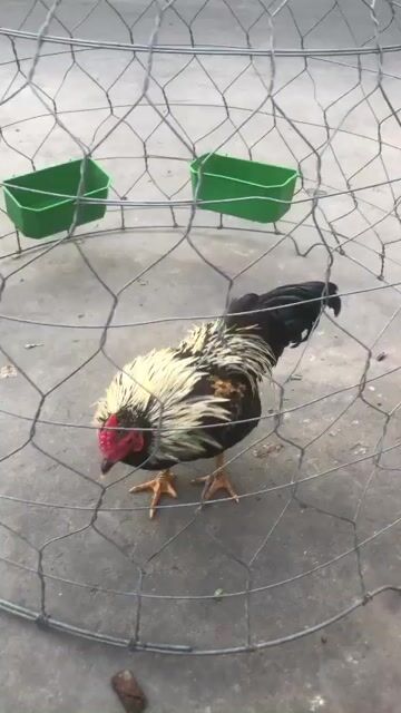 Gà tre trống 13 tháng. Mua bán Gà tại Thành phố Sóc Trăng Sóc Trăng được đăng bởi gà cỏ hình 1