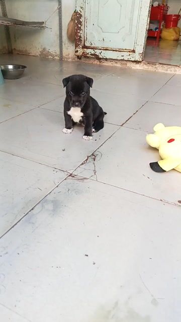 Chó Lạp xưởng lai phốc Mini. Mua bán Chó tại Quận 12 Tp Hồ Chí Minh được đăng bởi no love hình 1