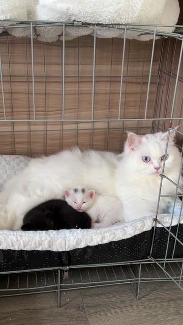 Mèo Anh lông dài 1 tháng tuổi. Mua bán Mèo tại Thành phố Thủ Đức Tp Hồ Chí Minh được đăng bởi Anh Thư hình 1