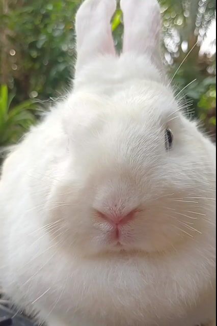 Cần t,l Thỏ Hà Lan. Mua bán Thú cưng khác tại Huyện Châu Thành Tiền Giang được đăng bởi Ngo An hình 1