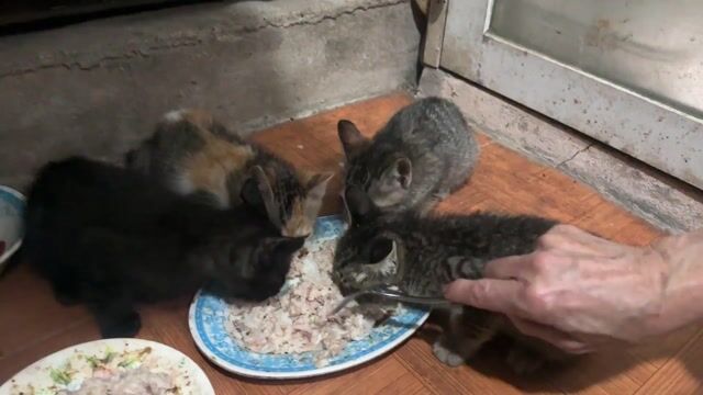 Mèo ta lai bắt chuột siêu cừ nịnh người. Mua bán Mèo tại Quận Long Biên Hà Nội được đăng bởi Mai Anh Mèo hình 1