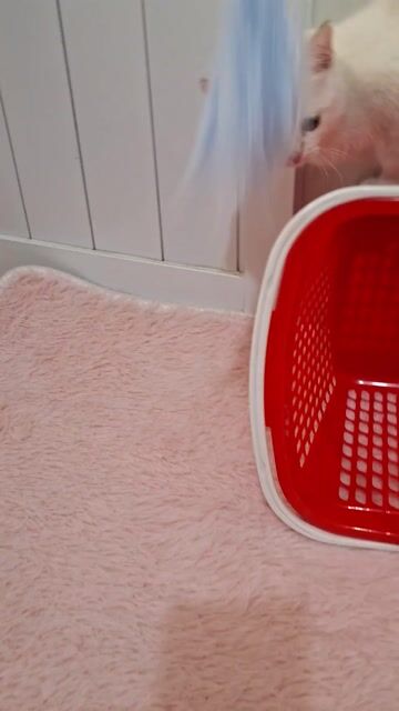 Mèo con Golden point mắt xanh. Mua bán Mèo tại Quận Bình Tân Tp Hồ Chí Minh được đăng bởi Chan BT hình 1