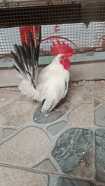 Gà trống Thái tuyết trắng đực. Mua bán Gà tại Thành phố Sóc Trăng Sóc Trăng được đăng bởi hải p3 hình 1
