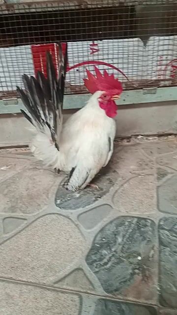 Gà trống Thái tuyết trắng đực. Mua bán Gà tại Thành phố Sóc Trăng Sóc Trăng được đăng bởi hải p3 hình 1