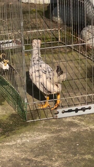 Gà tre mái bắc gần 4 tháng. Mua bán Gà tại Quận 12 Tp Hồ Chí Minh được đăng bởi NLan hình 1